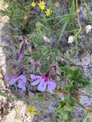 Pelargonium betulinum