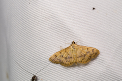 Patania balteata