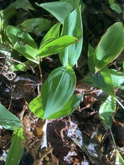 Convallaria majalis