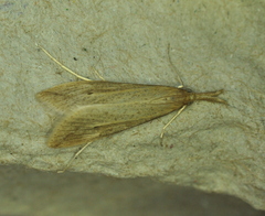 Donacaula melinellus