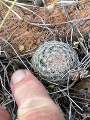 Mammillaria lasiacantha
