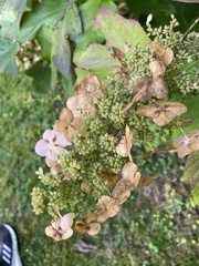 Hydrangea paniculata