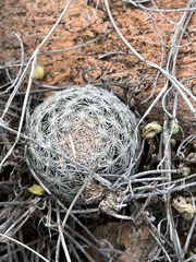 Mammillaria lasiacantha