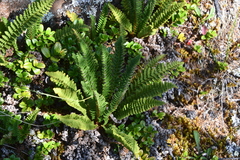 Dryopteris fragrans