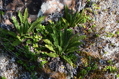 Dryopteris fragrans