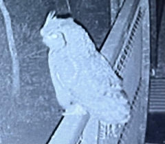 Bubo africanus africanus