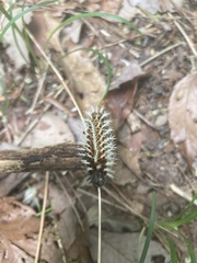 Kaniska canace nojaponicum