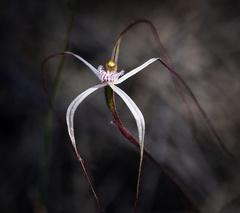 Caladenia polychroma