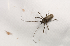 Moechotypa formosana