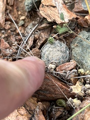 Mammillaria lasiacantha