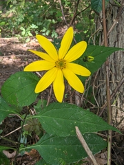 Helianthus strumosus