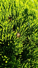 Piezodorus lituratus