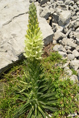 Campanula thyrsoides