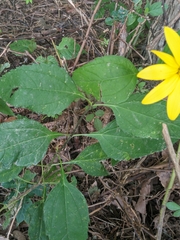 Helianthus strumosus