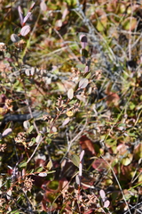 Salix myrtilloides