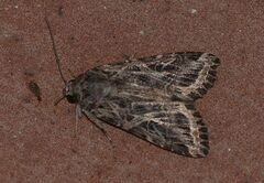 Spodoptera littoralis