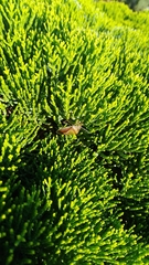 Piezodorus lituratus