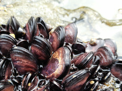 Brachidontes rostratus