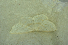 Scopula limboundata