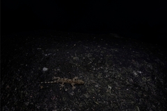 Gekko chinensis