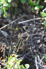 Carex capillaris fuscidula