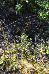 Carex capillaris fuscidula