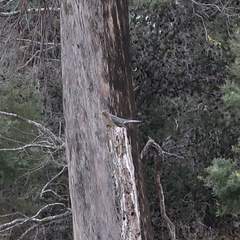 Cacomantis flabelliformis