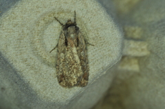 Eueretagrotis attentus