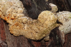 Laetiporus portentosus