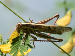 Schistocerca piceifrons