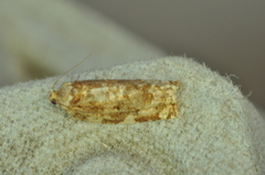 Archips argyrospila