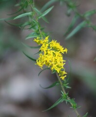 Solidago odora