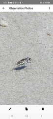 Cicindela hirticollis
