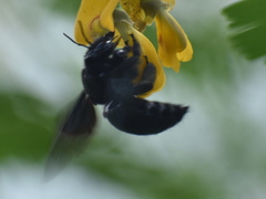 Xylocopa fimbriata
