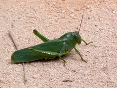 Titanacris olfersii