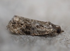 Endothenia hebesana