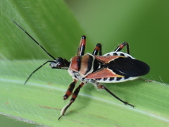 Apiomerus flaviventris