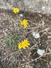 Hypochaeris radicata