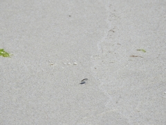Cicindela hirticollis