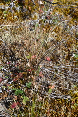 Potentilla × prostrata