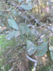Salix atrocinerea