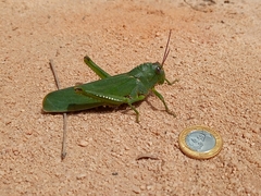 Titanacris olfersii