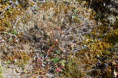 Potentilla × prostrata