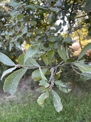 Salix atrocinerea