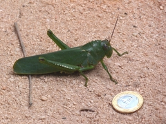 Titanacris olfersii