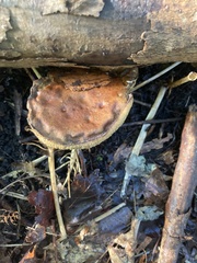 Lentinus brumalis
