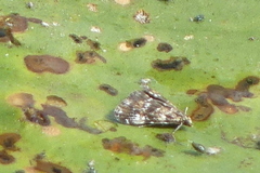 Elophila obliteralis