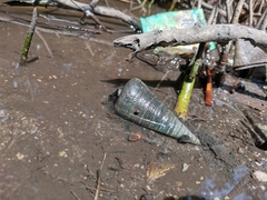 Telescopium telescopium