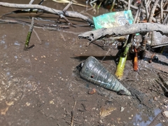Telescopium telescopium