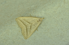 Macrochilo absorptalis